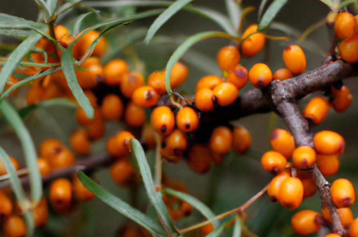 Rokitnik zwyczajny – efektowny i bardzo popularny krzew ozdobny. Jak uprawiać go w ogrodzie?