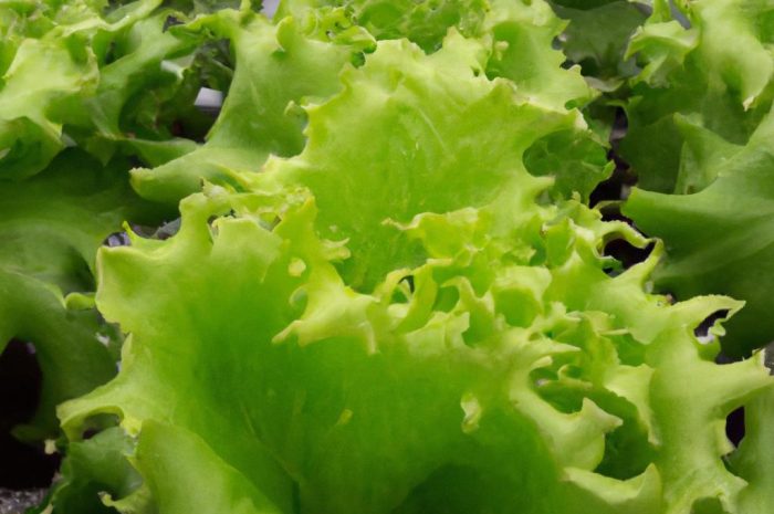 Rośliny alimentacyjne, czyli spożywcze – rodzaje i przykłady