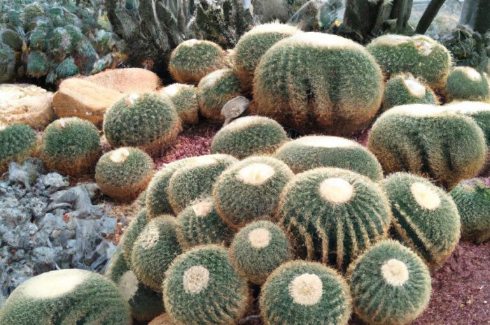 Rośliny bez podlewania – niewymagające kwiaty do uprawy doniczkowej oraz ogrodowej, które dobrze znoszą suszę