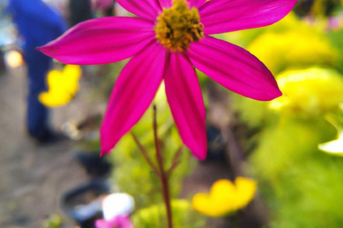 Rośliny bulwiaste ozdobne i cebulowe w ogrodzie – co powinieneś wiedzieć na temat pielęgnacji tych roślin?