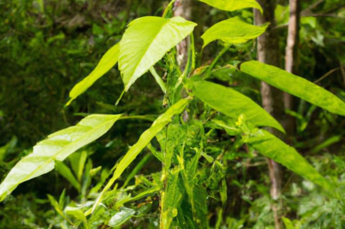 Rośliny chronione w Polsce – przegląd najważniejszych gatunków objętych częściową lub ścisłą ochroną