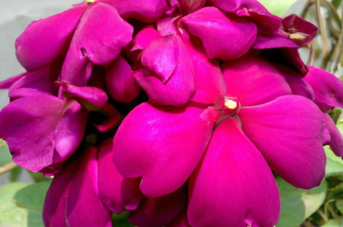 Rośliny dnia długiego – fotoperiodyzm, czyli dlaczego niektóre rośliny kwitną dopiero początkiem lata?