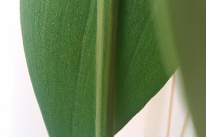 Rośliny do ciemnych pomieszczeń. Które kwiaty doniczkowe sprawdzą się w zacienionych wnętrzach?