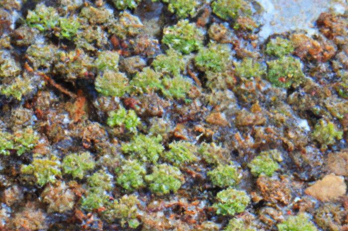 Rośliny do oczka wodnego – popularne pływające rośliny, które oczyszczają wodę i tworzą optymalne warunki dla zwierząt