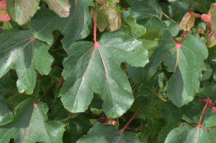 Rośliny inwazyjne – których gatunków nie powinieneś mieć w swoim ogrodzie i dlaczego? Niebezpieczne gatunki obce