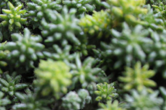 Rośliny jednopienne – charakterystyka i biologia roślin jednodomowych w pigułce. Poznaj przykłady