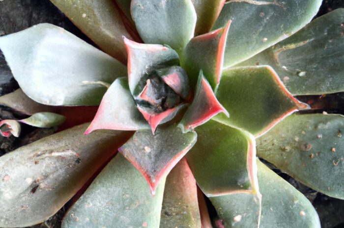 Rośliny kaktusowate – kaktusy i sukulenty doniczkowe, które możesz uprawiać na domowych parapetach