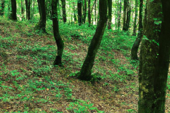 Rośliny leśne – najpiękniejsze gatunki z polskich lasów