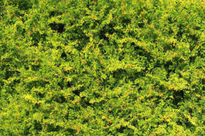 Rośliny na żywopłot zimozielony – krzewy do formowania, które szybko zasłonią nas od świata zewnętrznego