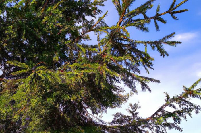 Rośliny nagonasienne w lesie i ogrodzie – biologia roślin nasiennych