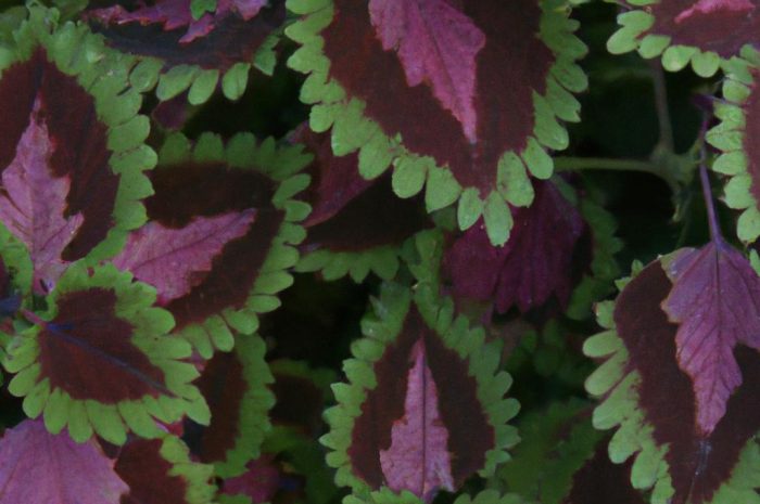 Rośliny o ozdobnych liściach w twoim ogrodzie. Dekoracyjne byliny o dekoracyjnych liściach