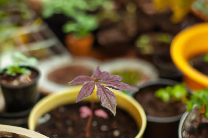 Rośliny oczyszczające powietrze – lista gatunków kwiatów doniczkowych, które działają jak oczyszczacze powietrza