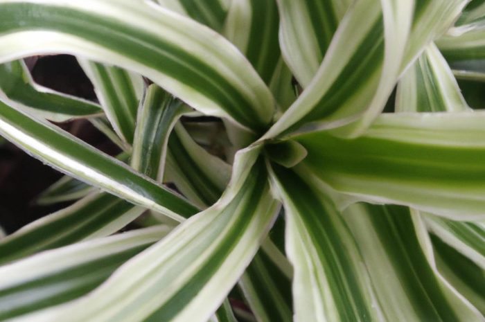 Rośliny odstraszające komary. Jak odstraszyć komary w bezpieczny sposób?