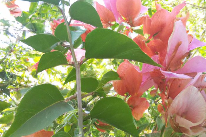 Rośliny odstraszające muchy – których gatunków roślin nie znoszą owady? Kwiaty, które warto zasadzić w ogrodzie i na tarasie