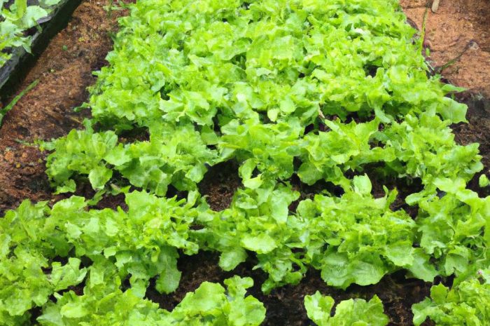 Rośliny okopowe na działce – uprawa. Pielęgnacja ziemniaka, marchwi i buraka