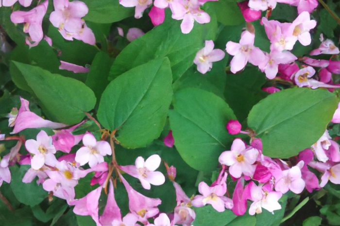 Rośliny okrytonasienne – biologia i rozmnażanie