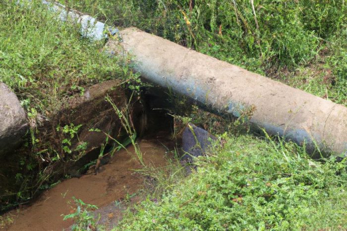 Rośliny osuszające teren – co sadzić na podmokłej działce?