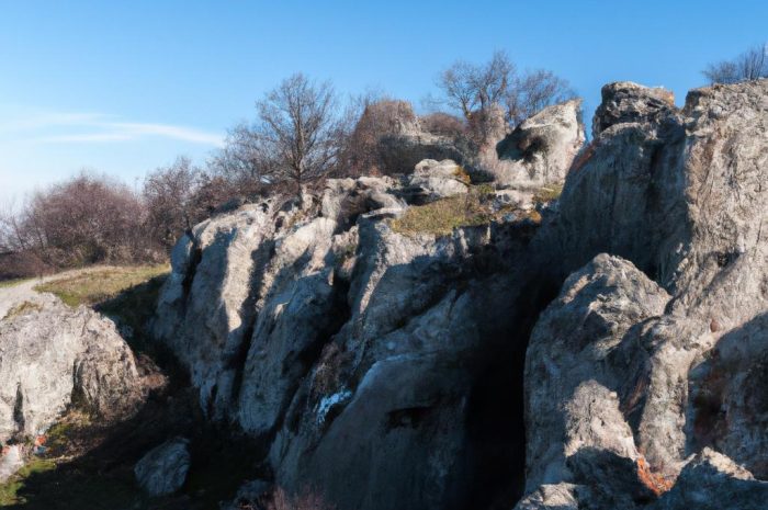Rośliny pionierskie – gatunki, które adaptują się w każdych warunkach. Poznaj bliżej rośliny kolonizujące mało sprzyjające tereny