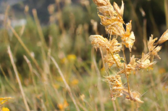 Rośliny ruderalne lub synantropijne – czy chwasty można traktować jako rośliny uprawne?