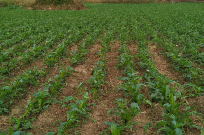 Rośliny uprawne i ich znaczenie w rolnictwie