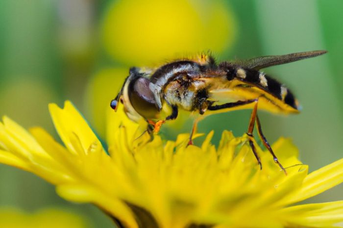 Rośliny wiatropylne – jak gatunki walczą o przeniesienie pyłku? Wiatropylność (anemogamia) a biologia