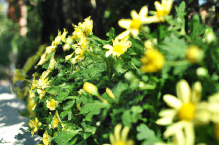 Rośliny wieloletnie do ogrodu – kwiaty ozdobne oraz długo kwitnące, których nie trzeba wykopywać na zimę