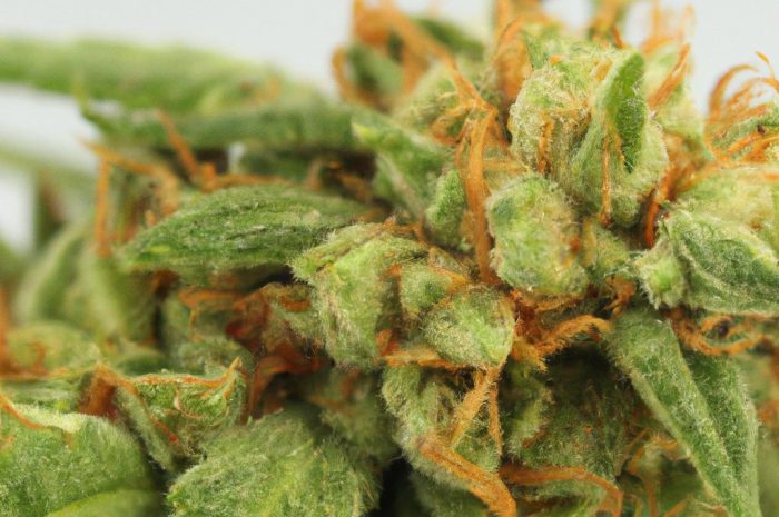 Rośliny wskaźnikowe gleb. Jak ocenić rodzaj gleby w ogrodzie dzięki siedliskom chwastów?