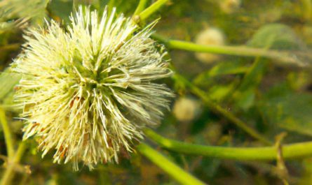 Aukuba japońska (Aucuba japonica) – uprawa efektownego krzewu