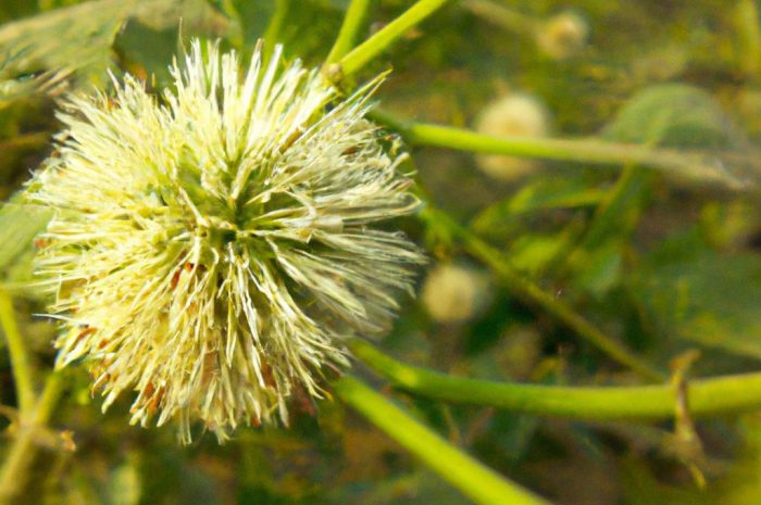 Rośliny zielne w Polsce – przegląd dziko rosnących gatunków roślin