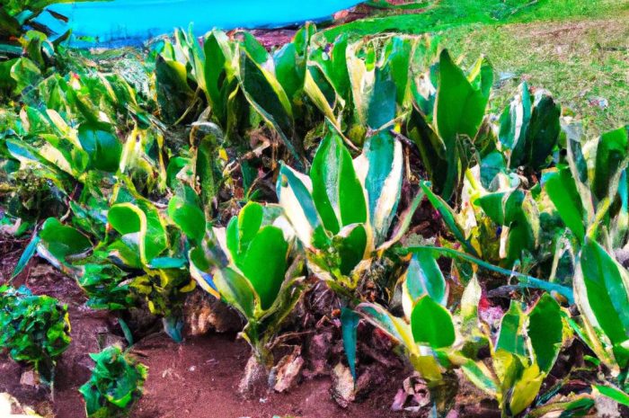 Rośliny zimozielone – krzewy i drzewa, które zdobią ogród przez cały rok