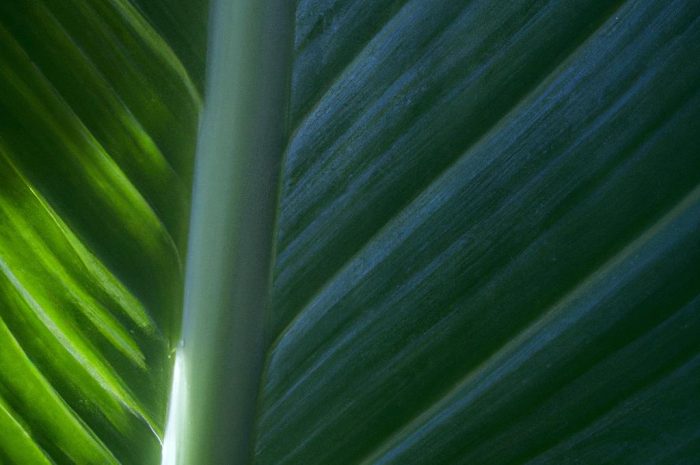 Rośliny jednoliścienne – biologia i rozmnażanie roślin, które wytwarzają jeden liścień. Chwasty jednoliścienne w ogrodzie