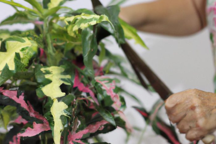 Rośliny łatwe w uprawie – TOP 10 niewymagających roślin doniczkowych