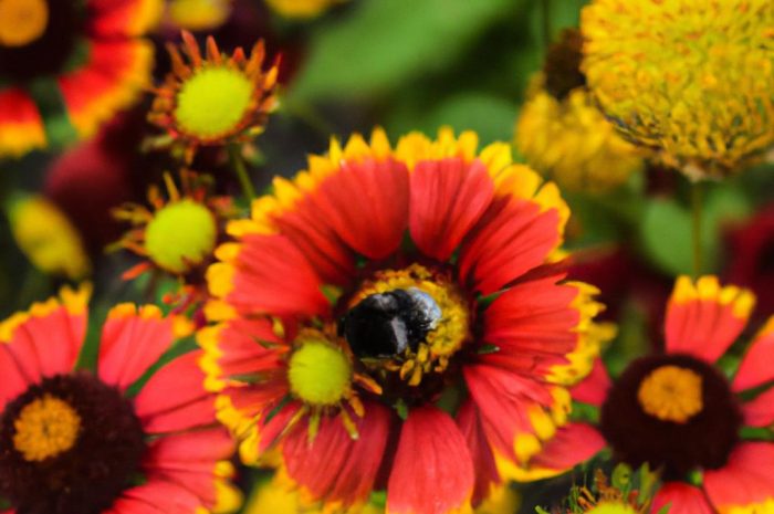 Rośliny miododajne w ogrodzie przydomowym – najpiękniejsze gatunki kwiatów atrakcyjnych dla pszczół