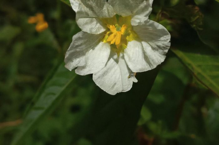 Rośliny monokarpiczne – charakterystyka, przykłady i cykl życiowy hapaksantów