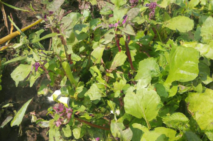 Rośliny motylkowe jako nawóz zielony i przedplon