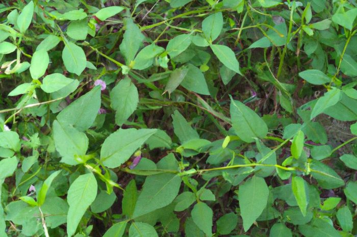 Rośliny na krety i nornice – naturalne sposoby walki z gryzoniami