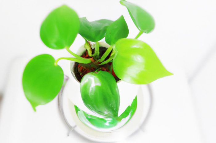 Rośliny nawilżające powietrze – kwiaty doniczkowe, które oczyszczają i nawilżają powietrze w domu, sypialni oraz innych pokojach