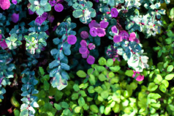 Rośliny światłolubne w ogrodzie i na balkonie – heliofity i ich uprawa