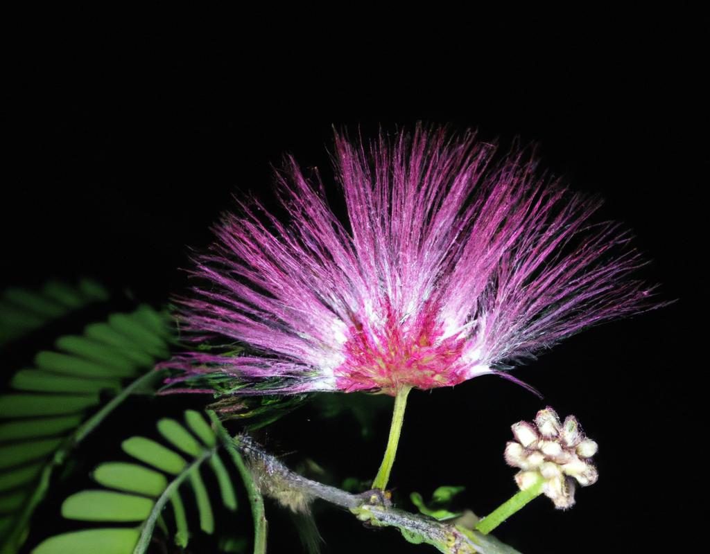 Astry – gwiazdy w ogrodzie. Uprawa i pielęgnacja kwiatów jesieni