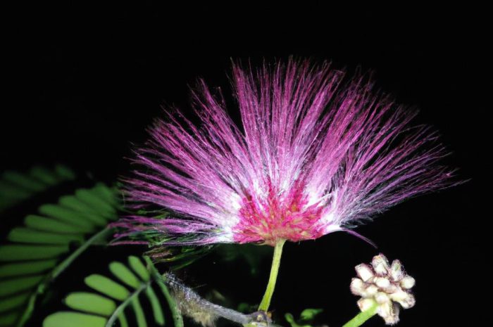 Rośliny świecące w ciemności – czy kwiat albicji rzeczywiście ma gen, który umożliwia jej emitowanie światła?