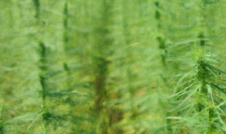 Aukuba japońska (Aucuba japonica) – uprawa efektownego krzewu