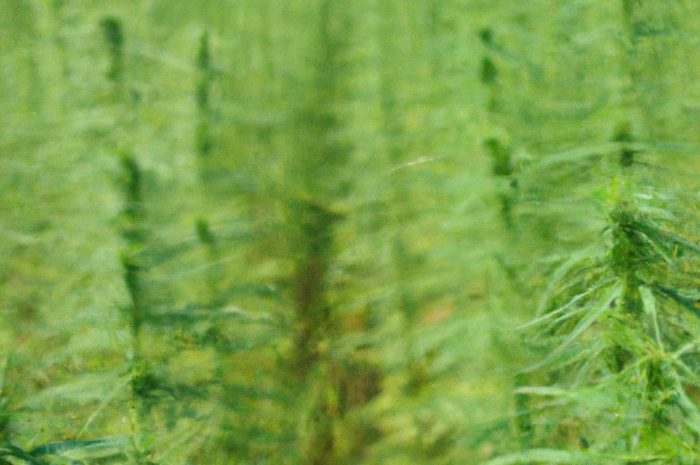 Rośliny włókniste uprawiane w Polsce. Uprawa lnu i konopi