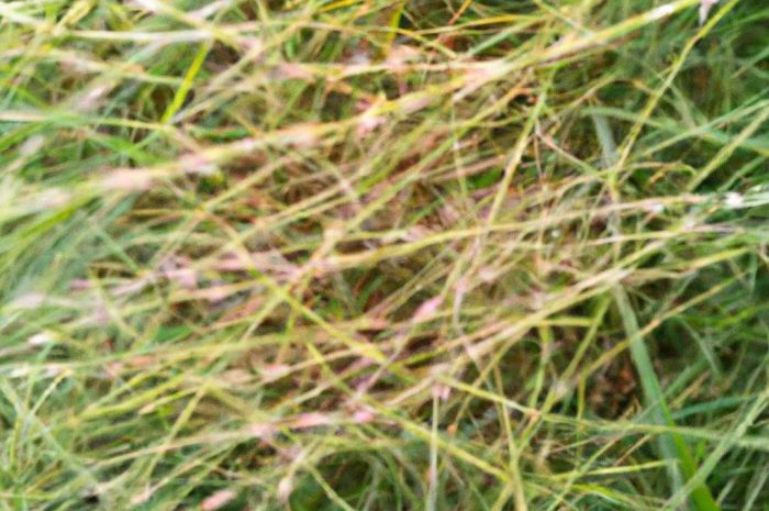 Roundup 360 plus 1l – ile na litr wody? Przewodnik po pielęgnacji ogrodu