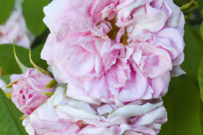 Róża chopin – uprawa, pielęgnacja i rozmnażanie