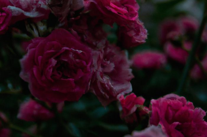 Róża damasceńska – wyjątkowy krzew ozdobny do twojego ogrodu