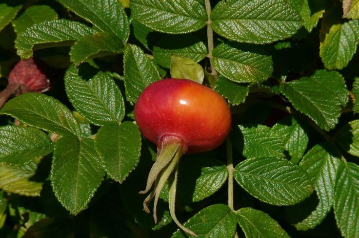 Róża pomarszczona (Rosa rugosa) – wymagania, uprawa i pielęgnacja tego ozdobnego krzewu