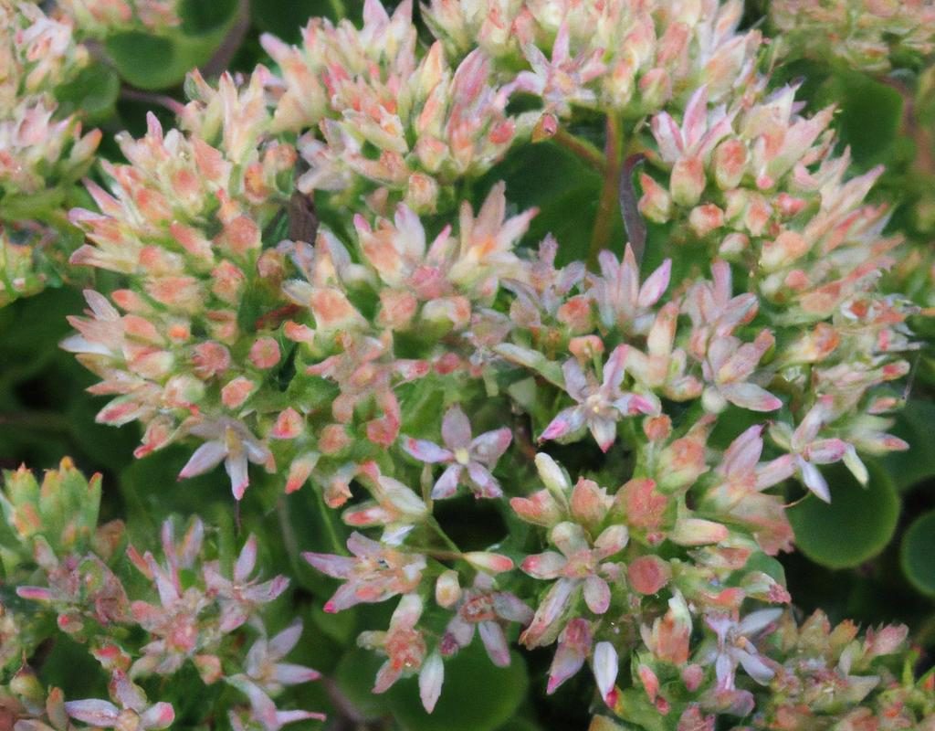 Azalia japońska (rhododendron japonicum) – uprawa i pielęgnacja. Czy warto ją sadzić w swoim ogrodzie?