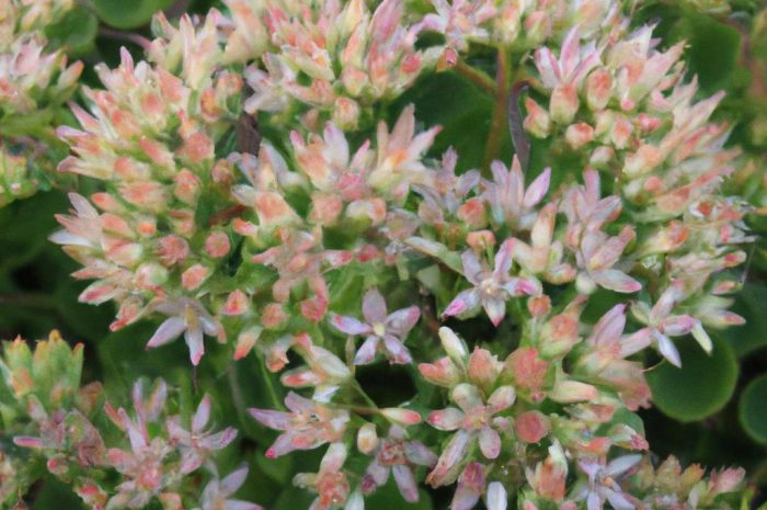 Rozchodnik okazały – uprawa, pielęgnacja i najładniejsze odmiany efektownej byliny