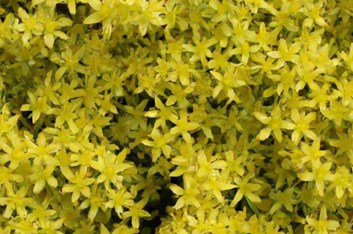 Rozchodnik ostry – rodzimy sukulent o właściwościach leczniczych. Jak uprawiać Sedum acre?