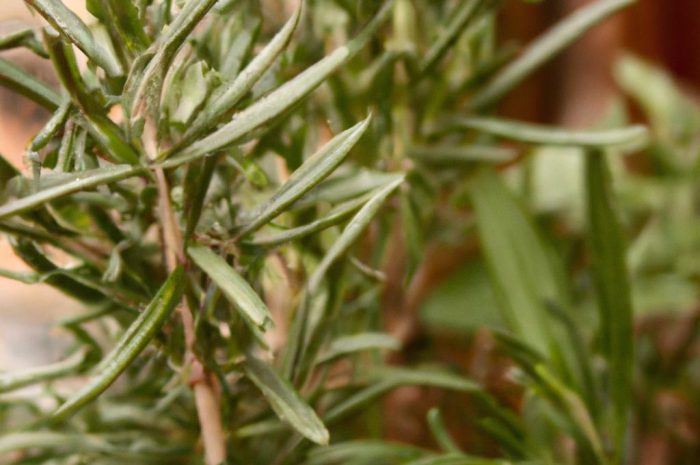 Rozmaryn – uprawa i pielęgnacja. Sprawdź, jak dbać o rozmaryn lekarski, uprawiając go w domu lub w ogrodzie!